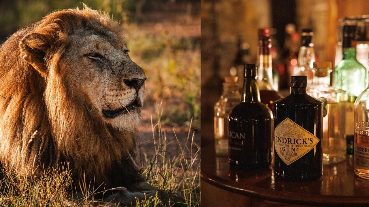 Geiger'S Camp In Timbavati Game Reserve By Newmark Dış mekan fotoğraf