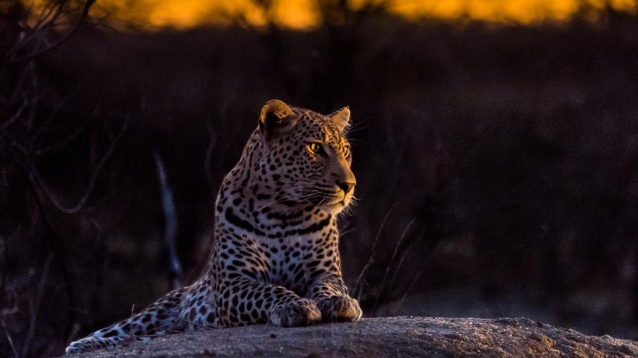 Geiger'S Camp In Timbavati Game Reserve By Newmark Dış mekan fotoğraf