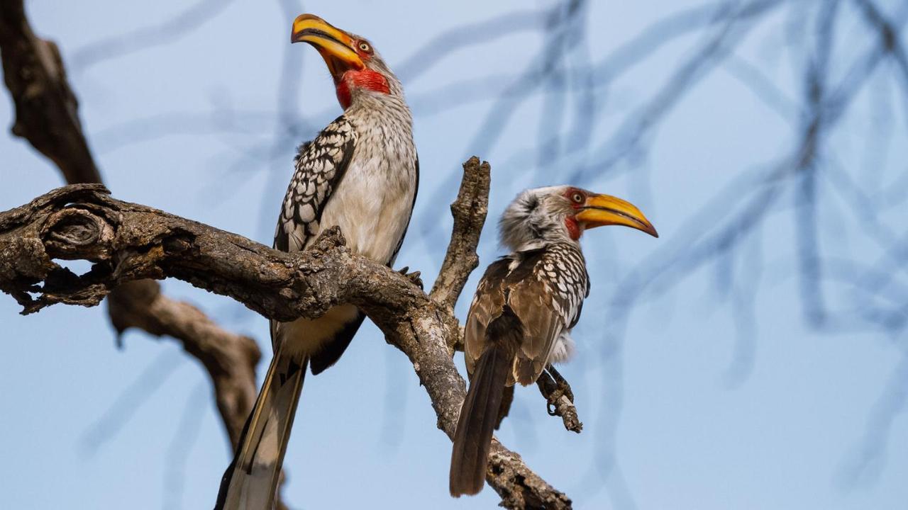 Geiger'S Camp In Timbavati Game Reserve By Newmark Dış mekan fotoğraf