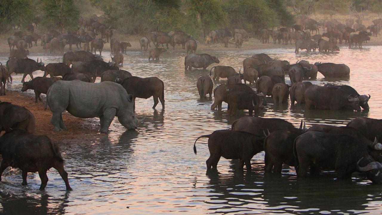 Geiger'S Camp In Timbavati Game Reserve By Newmark Dış mekan fotoğraf