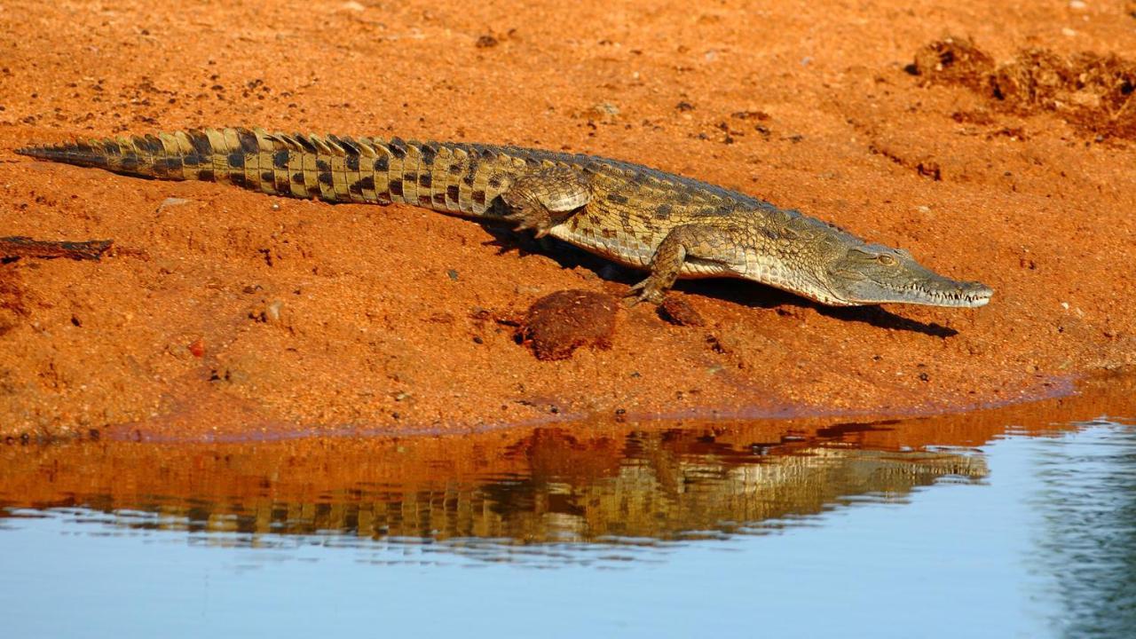 Geiger'S Camp In Timbavati Game Reserve By Newmark Dış mekan fotoğraf