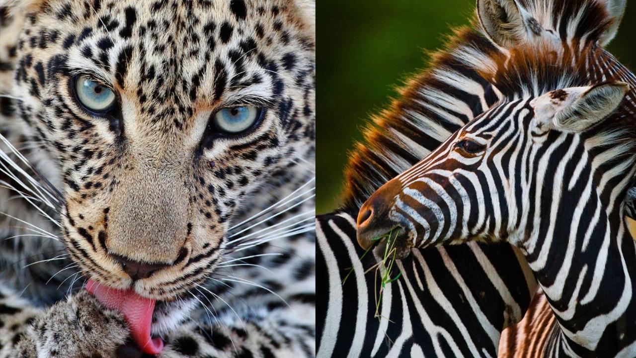 Geiger'S Camp In Timbavati Game Reserve By Newmark Dış mekan fotoğraf