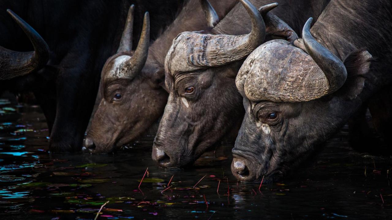 Geiger'S Camp In Timbavati Game Reserve By Newmark Dış mekan fotoğraf